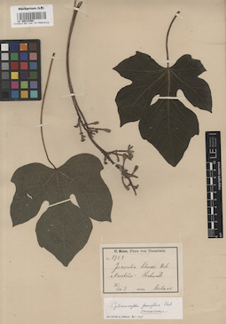 LE 00015368