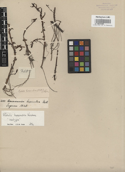 LE 00015386