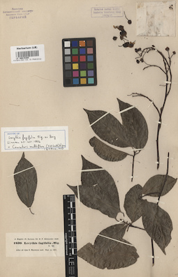 LE 00015394