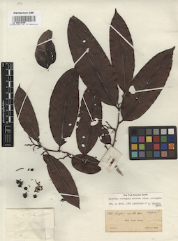 LE 00015395