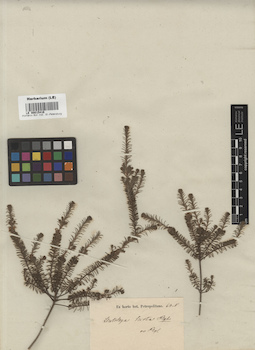LE 00015416
