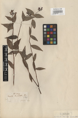 LE 00015439