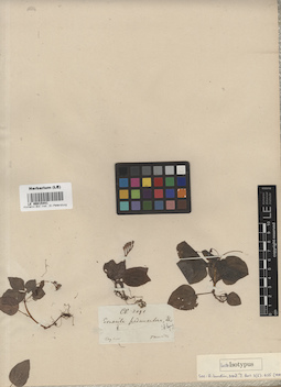LE 00015441