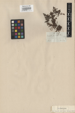 LE 00015445