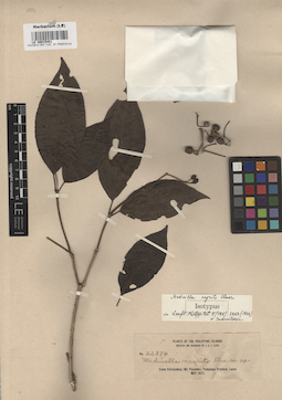 LE 00015451
