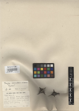 LE 00015502