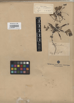 LE 00015508