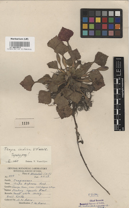 LE 00015513