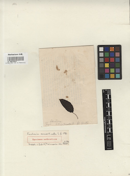 LE 00015522