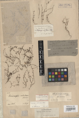 LE 00015544