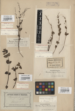 LE 00015600