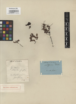 LE 00015804