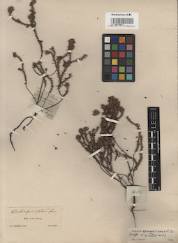 LE 00015831