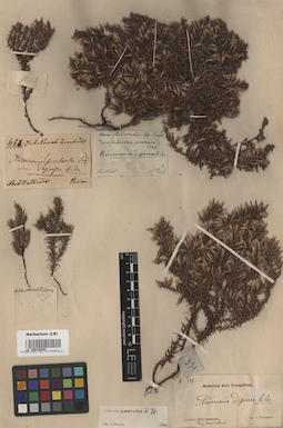 LE 00015835