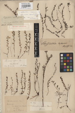 LE 00015907