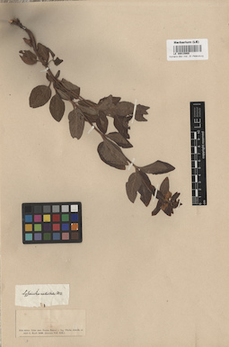 LE 00015909