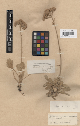 LE 00018091