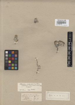 LE 00018135
