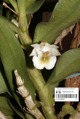 LE 01088780