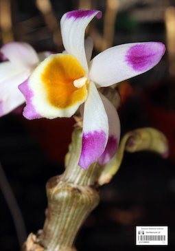 LE 01088805