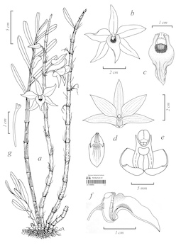 LE 01088982