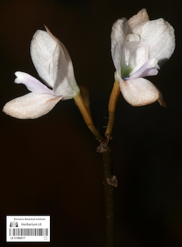 LE 01089017