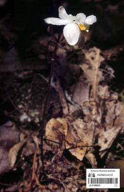 LE 01089035