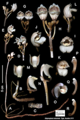 LE 01089037