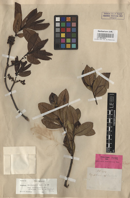 LE 00016031