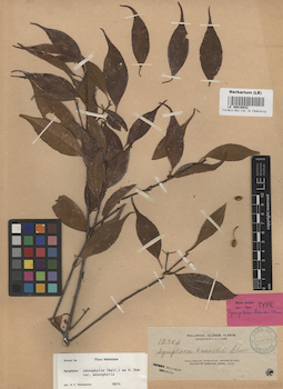 LE 00016032