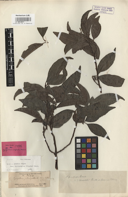 LE 00016037