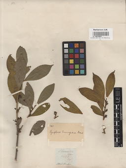 LE 00016041