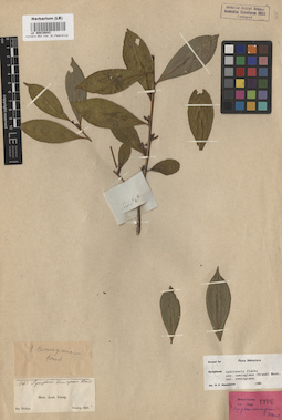 LE 00016043