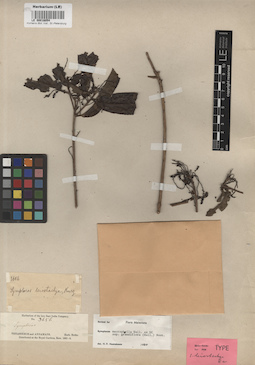 LE 00016054
