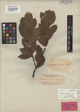 LE 00016063