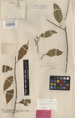 LE 00016064
