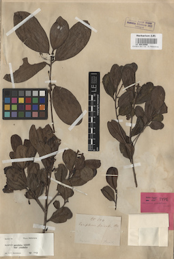 LE 00016066