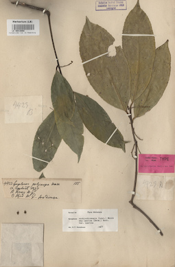 LE 00016068