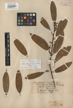 LE 00016074