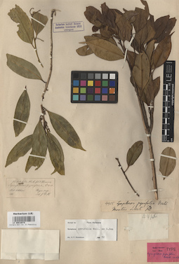 LE 00016076