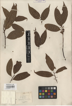 LE 00016077