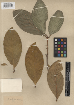 LE 00016081