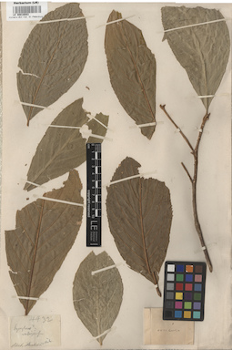 LE 00016083