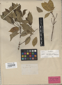 LE 00016096