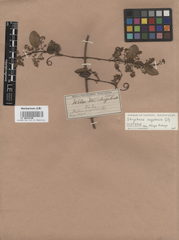 LE 00016106