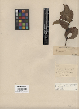 LE 00016107