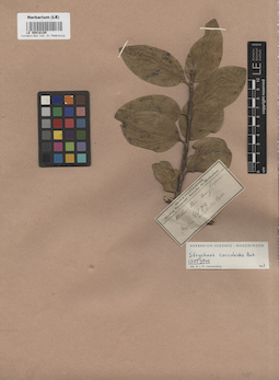 LE 00016109