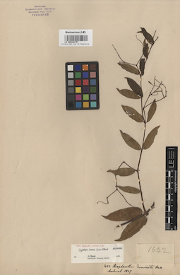 LE 00016175
