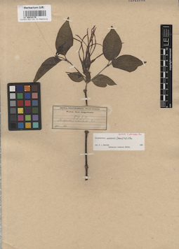 LE 00016176