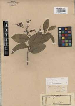 LE 00016177